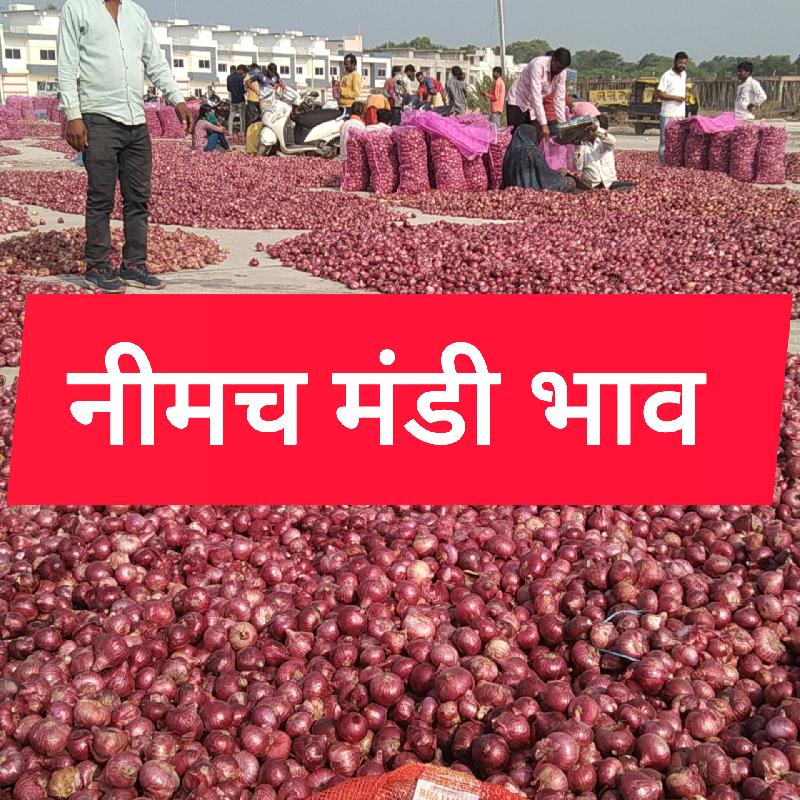 मंडी भाव: