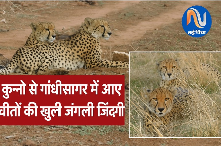 कुनो से गांधीसागर: